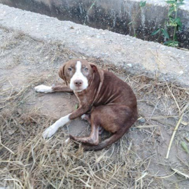 Imagen del perro que permaneció toda la noche junto al anciano. (AYUNTAMIENTO DE BURRIANA)