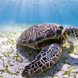 Una tortuga verde, una variedad en peligro en Belice. EFE