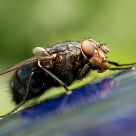 Una mosca doméstica.