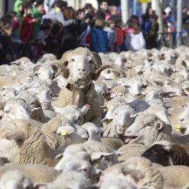 En torno a 2.000 ovejas, acompañadas por sus pastores, atraviesan la localidad abulense de Arévalo en dirección a Madrid, dentro de la I Fiesta de la Mesta, para reivindicar la antigua práctica de la trashumancia, tal y como defiende la Asociación Tr