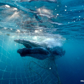 Rescatan a una cría de ballena atrapada en una red contra tiburones en Australia. TWITTER/@AustMarConsSoc