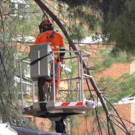 El Ayuntamiento de Madrid abordará en 50 días el arbolado dañado