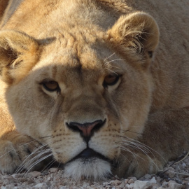 La leona Nala, en el centro de rescate de APP-Primadomus.