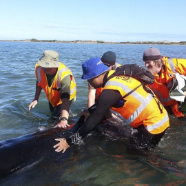 Unas cincuenta ballenas se quedan varadas en una playa de Nueva Zelanda.