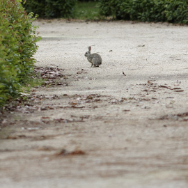 Un conejo camina por los Jardines de El Buen Retiro en Madrid.