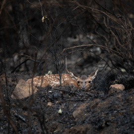 (22/6/22) Un ciervo entre las cenizas tras el incendio iniciado el 15 de junio en la Sierra de la Culebra, a 22 de junio de 2022, en Villardeciervos, Zamora.