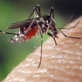 Los mosquitos Aedes aegypti y Aedes albopictus son vectores de los virus del zika y dengue.