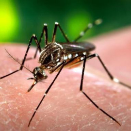 El mosquito Aedes aegypti, responsable de la transmisión del virus del dengue y del Zika. / James Gathany