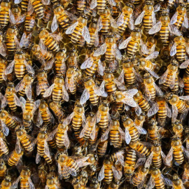 Otras miradas - Las abejas también se mudan: ¿qué hacemos si eligen nuestra casa?