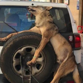 El lobo amarrado a la rueda trasera del todoterreno de los guardas del Principado.