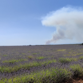 Campos de Lavanda en Brihuega mientras el incendio de Humanes(Guadalajara) está activo