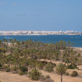 El palmeral de Ferrís, uno de los pocos espacios libres de cemento que quedan en el frente litoral.