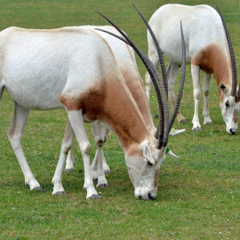 Imagen de un Oryx blanco.