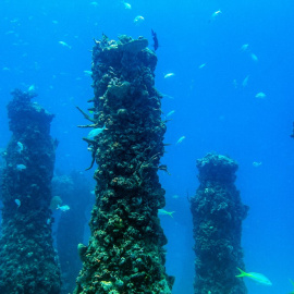 Los peces nadan a través del arrecife 'Neptune Memorial Reef' hecho por el hombre.