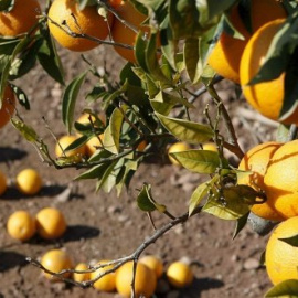 Campo de naranjas