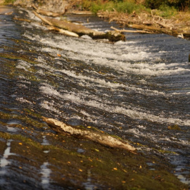 Caudal de un río. Foto de archivo.