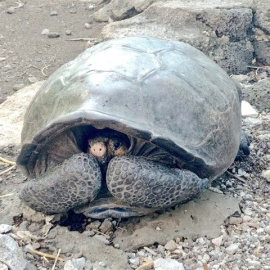 Ejemplar de una especie de tortuga gigante que se consideraba extinta. / TWITTER - MARCELO MATA