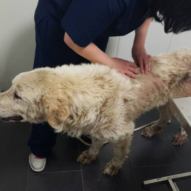 El animal encontrado en estado de abandono | Guardia Civil