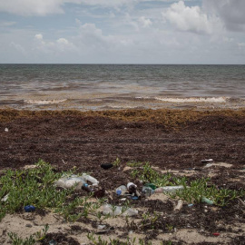 Las macroalgas afectan cada vez más a las regiones costeras del Caribe