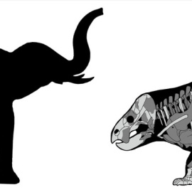 Comparación de Lisowicia bojani con un elefante reciente - Tomasz Sulej y Grzegorz Niedzwiedzki (Agencia Sinc)