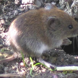 El topillo rojo se reproduce en función del miedo que la hembra perciba | Wikimedia