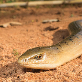 Los restos fósiles del lagarto encontrado en Murcia corresponden a un animal que tendría un aspecto similar a este lagarto llamado Ophisaurus koellikeri y que vive en la actualidad en Marruecos. / Antonio Gómez Mercader