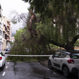 Las lluvias generadas por la cercanía de la tormenta tropical 'Hermine' a Canarias ha ocasionado un centenar de incidencias en Canarias como esta caída de un árbol en una calle de Tenerife.