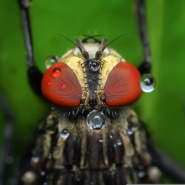 Imagen de archivo de una mosca doméstica