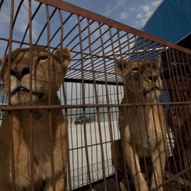 Madrid prohíbe los circos con animales salvajes | EFE