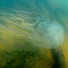 La medusa australiana Chironex fleckeri es uno de los animales más venenosos del mundo. / JAIME SEYMOUR (SINC)