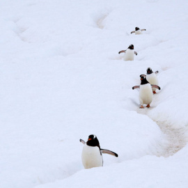 Pingüinos gentú en península antártica / Wikipedia