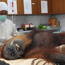 Médicos operan a una orangutana para extraerle los 74 perdigones de una escopeta de aire comprimido./EFE