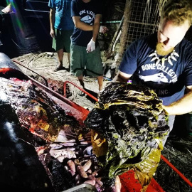 Encuentran 40 kilos de plástico dentro de una ballena. D' BONE COLLECTOR MUSEUM INC