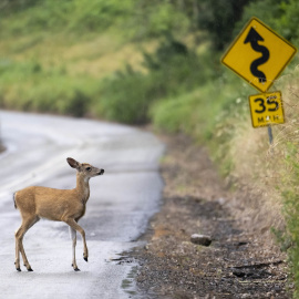 Un pequeño ciervo de cola negra cruza una carretera rural cerca de Elkton en la zona rural del suroeste de Oregón