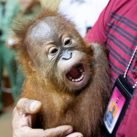 Un orangután de dos años es mostrado a la prensa este lunes en Bali./EFE