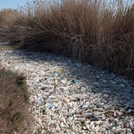 Aspecto de un tramo del río Segura lleno de botellas de plástico.