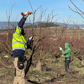 Dos joves poden presseguers en la iniciativa de relleu agrari Coopera, un Projecte Singular de la cooperativa Actua