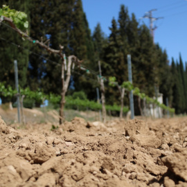 Detall de terra seca en una vinya