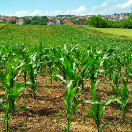 Campo de cultivo