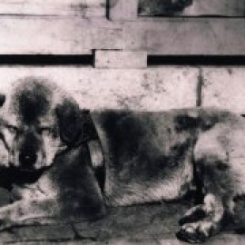 Hachiko, el perro que esperó nueve años por su dueño (pese a que había fallecido)