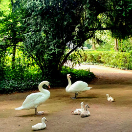 La familia de cisnes del jardín de Campo Grande de Valladolid.