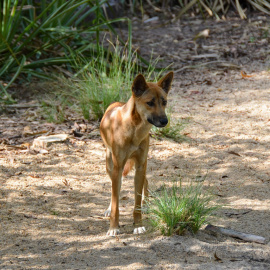 Imagen de archivo de un dingo australiano, especie que vive desde hace años al borde de la extinción.