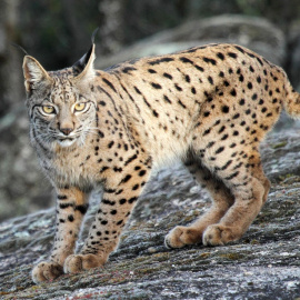 Un lince ibérico, en una foto de archivo.