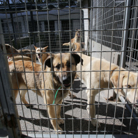 Varios perros en una de las jaulas de la Sociedad Protectora de animales de Lugo, a 15 de marzo de 2023