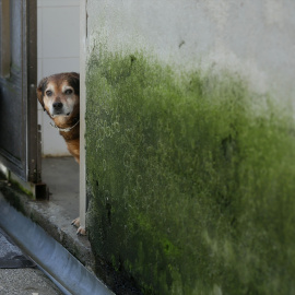 Un perro en la Sociedad Protectora de animales de Lugo, a 15 de marzo de 2023