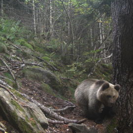 2022 - Un mascle d'os bru detectat al Pirineu l'any passat.