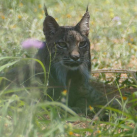 Litio, el lince identificado por los Agentes Rurales. AGENTS RURALS