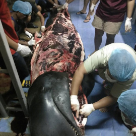 Imagen de la ballena muerta por haber tragado 80 bolsas de plástico. |  Thailand's Department of Marine and Coastal Resources.