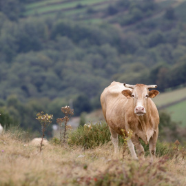 Imagen de archivo de una vaca en un monte de Lugo, en octubre de 2021.