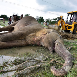 Una excavadora intenta mover un elefante muerto en la India. REUTERS/Anuwar Hazarika